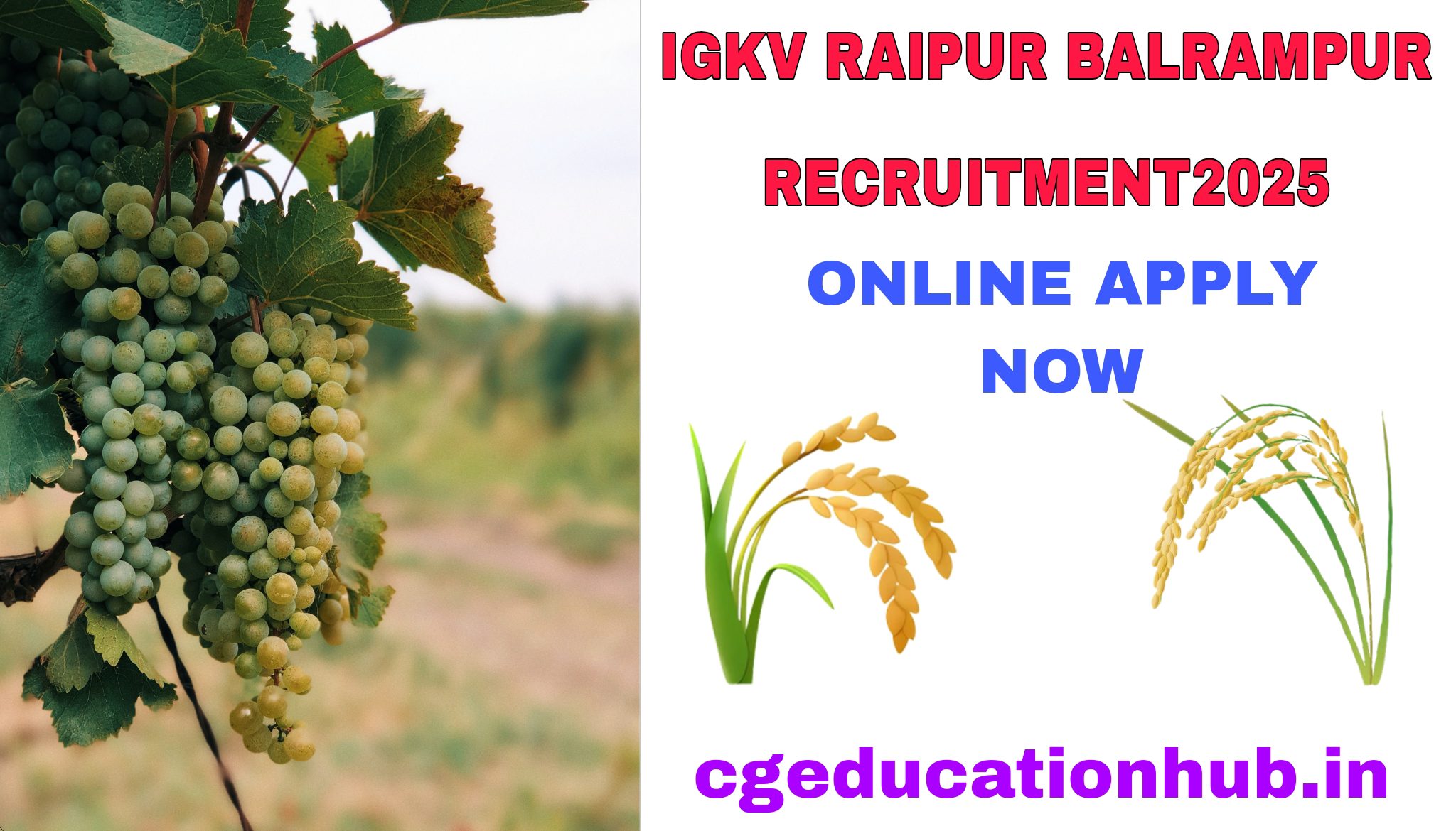 IGKV Raipur Balrampur Recruitment 2025